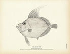 Boar Fish Art Print - Muir Way - Fisheries