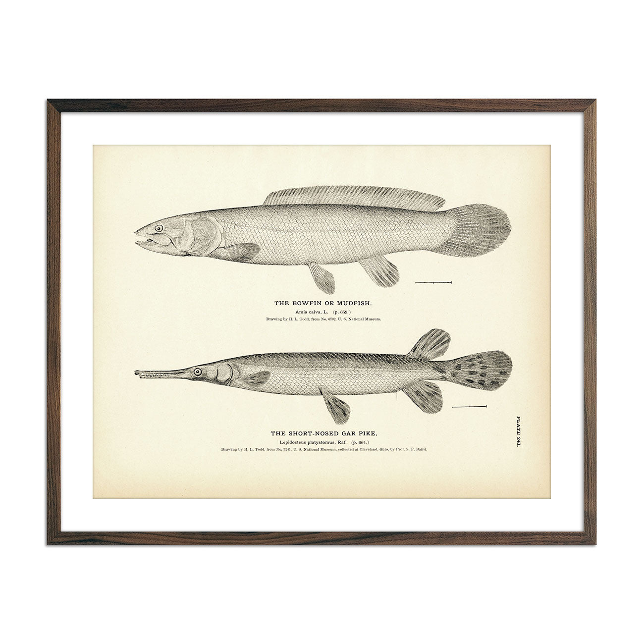 Vintage Bowfin and Short-Nosed Gar Pike fish print