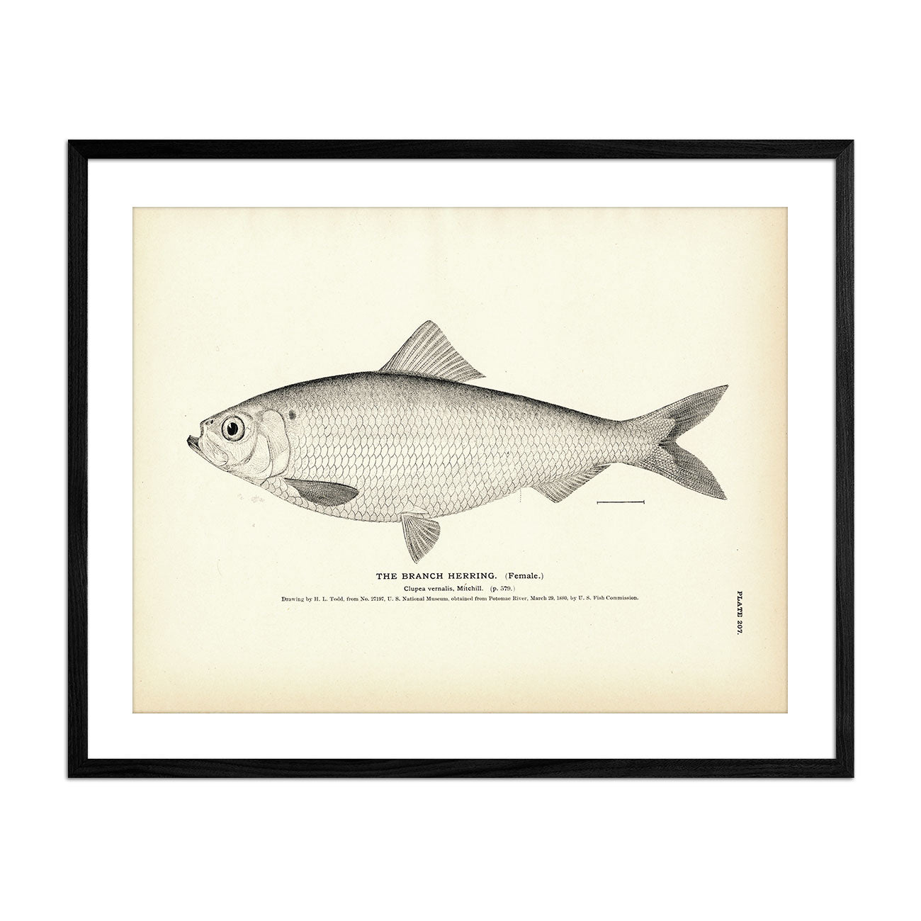 Branch Herring (Female) Art Print - Muir Way - Fisheries