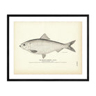 Branch Herring (Female) Art Print - Muir Way - Fisheries