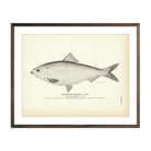 Vintage Branch Herring (Female) fish print