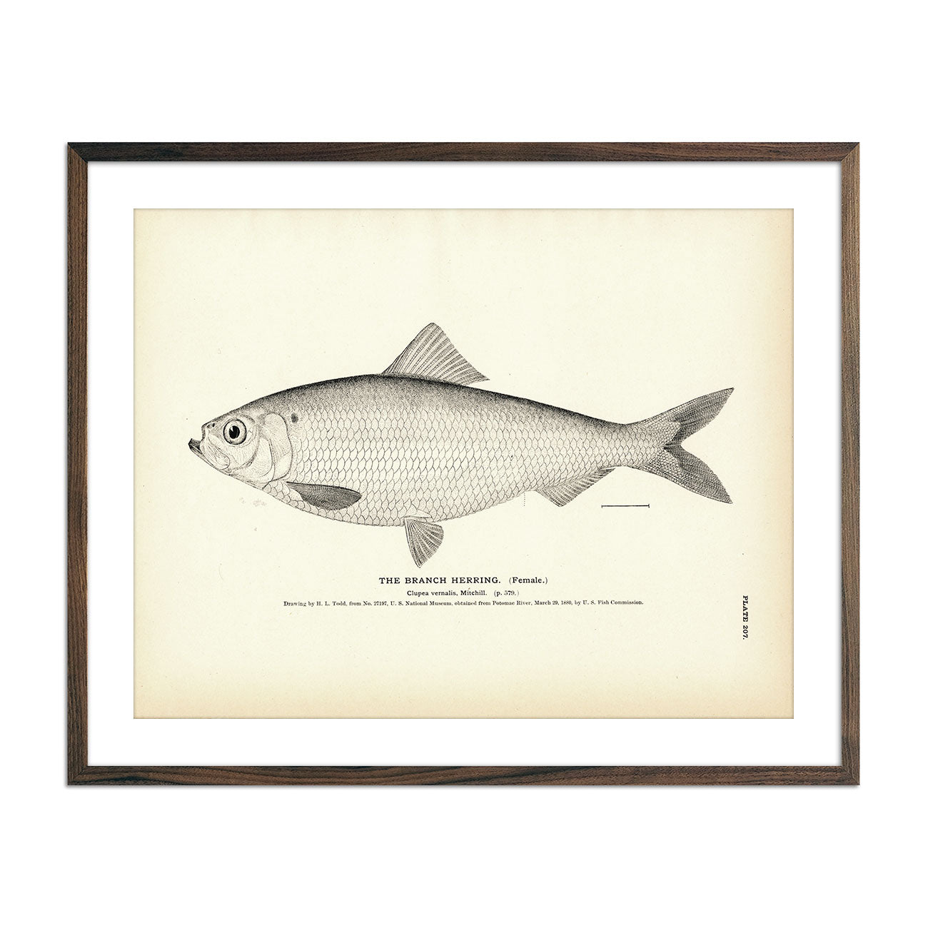 Branch Herring (Female) Art Print - Muir Way - Fisheries