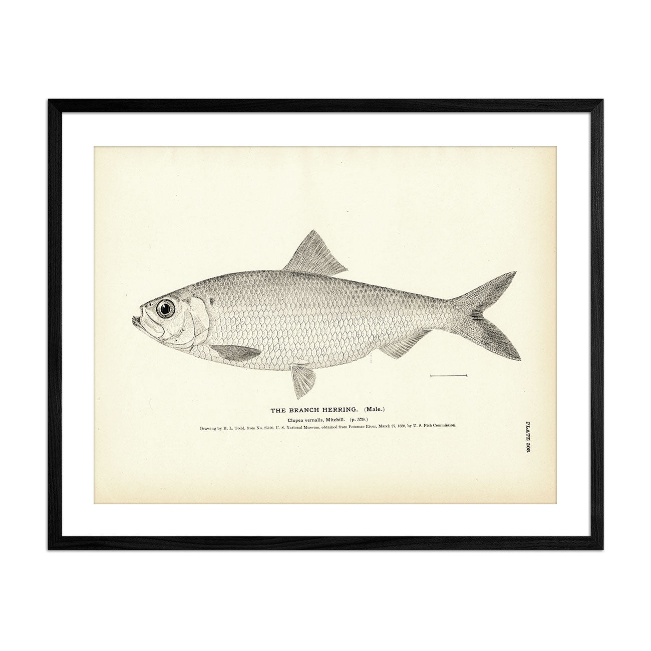 Branch Herring (Male) Art Print - Muir Way - Fisheries