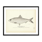 Branch Herring (Male) Art Print - Muir Way - Fisheries