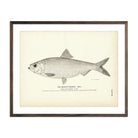 Branch Herring (Male) Art Print - Muir Way - Fisheries