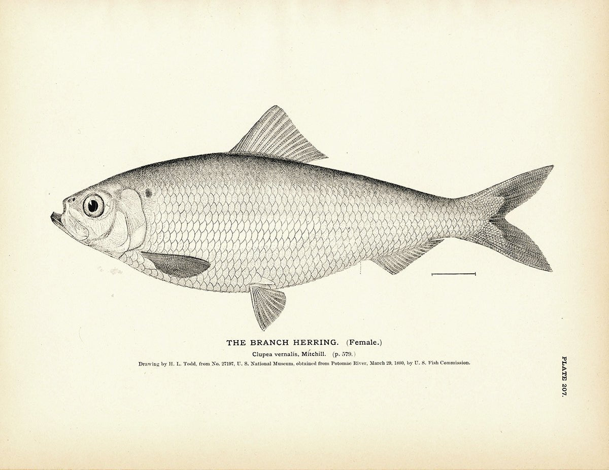 Branch Herring (Female) Art Print - Muir Way - Fisheries