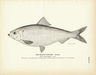 Branch Herring (Female) Art Print - Muir Way - Fisheries