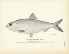 Branch Herring (Male) Art Print - Muir Way - Fisheries