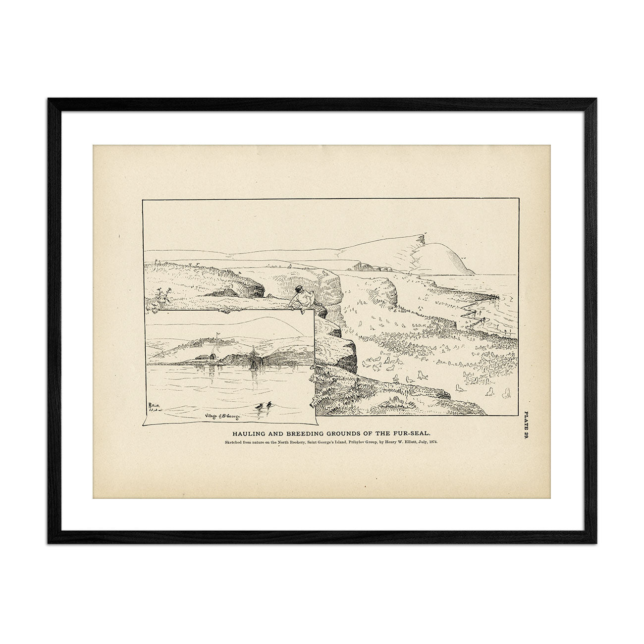 Hauling and Breeding Grounds of the Fur - Seal Art Print - Muir Way - Fisheries