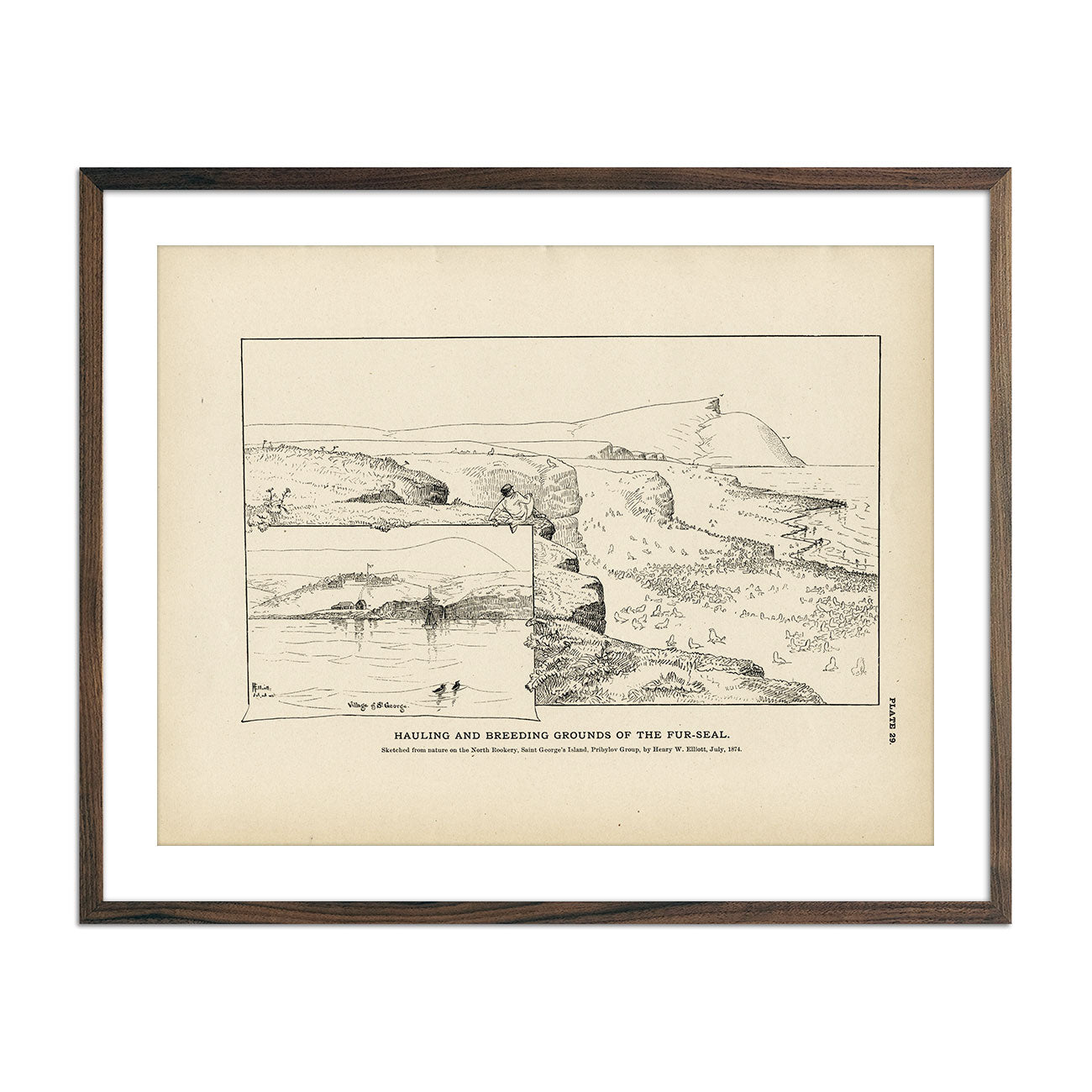 Hauling and Breeding Grounds of the Fur - Seal Art Print - Muir Way - Fisheries