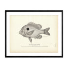 Broad - Eared Sunfish Art Print - Muir Way - Fisheries
