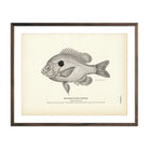 Broad - Eared Sunfish Art Print - Muir Way - Fisheries