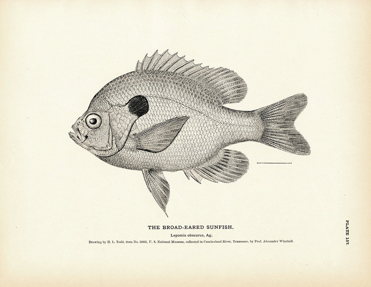 Broad - Eared Sunfish Art Print - Muir Way - Fisheries
