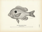 Broad - Eared Sunfish Art Print - Muir Way - Fisheries