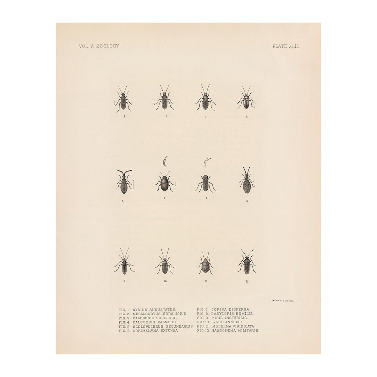 Bugs Art Print - Muir Way - Animals