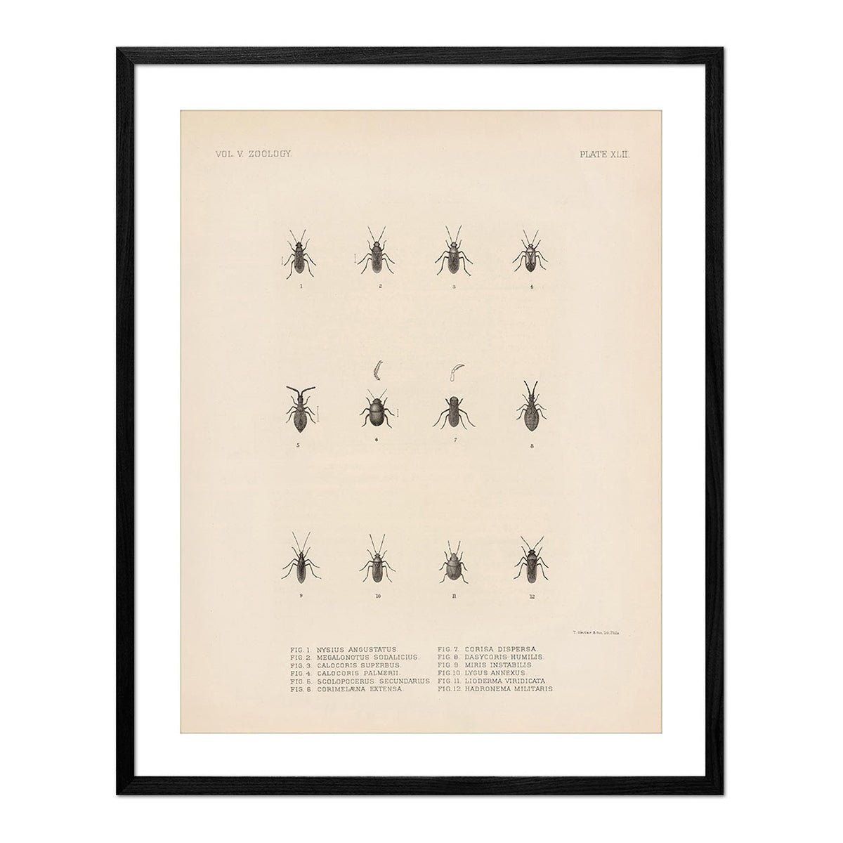 Bugs Art Print - Muir Way - Animals