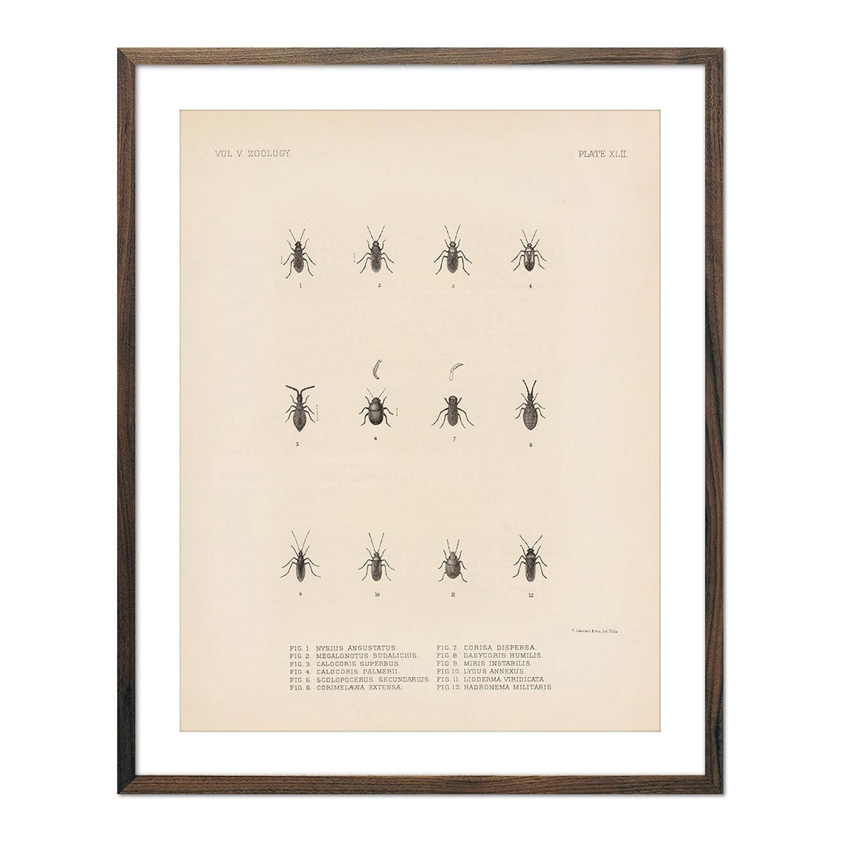 Bugs Art Print - Muir Way - Animals