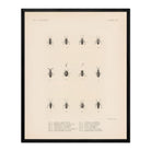 Bugs Art Print - Muir Way - Animals