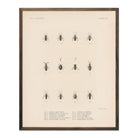 Bugs Art Print - Muir Way - Animals