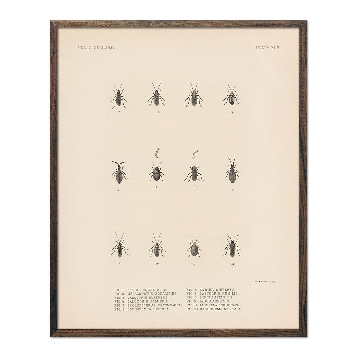 Bugs Art Print - Muir Way - Animals