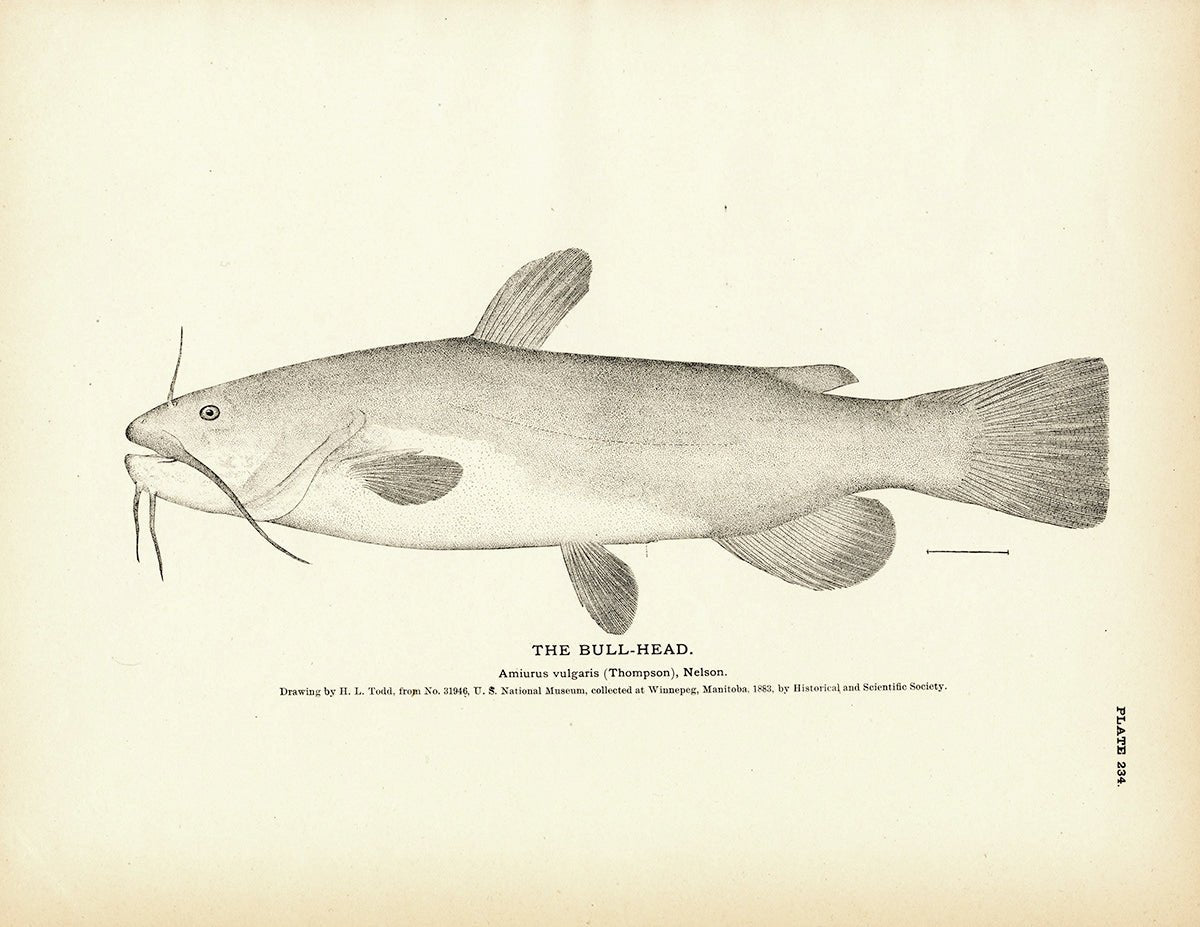 Bull - Head Art Print - Muir Way - Fisheries
