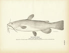 Bull - Head Art Print - Muir Way - Fisheries