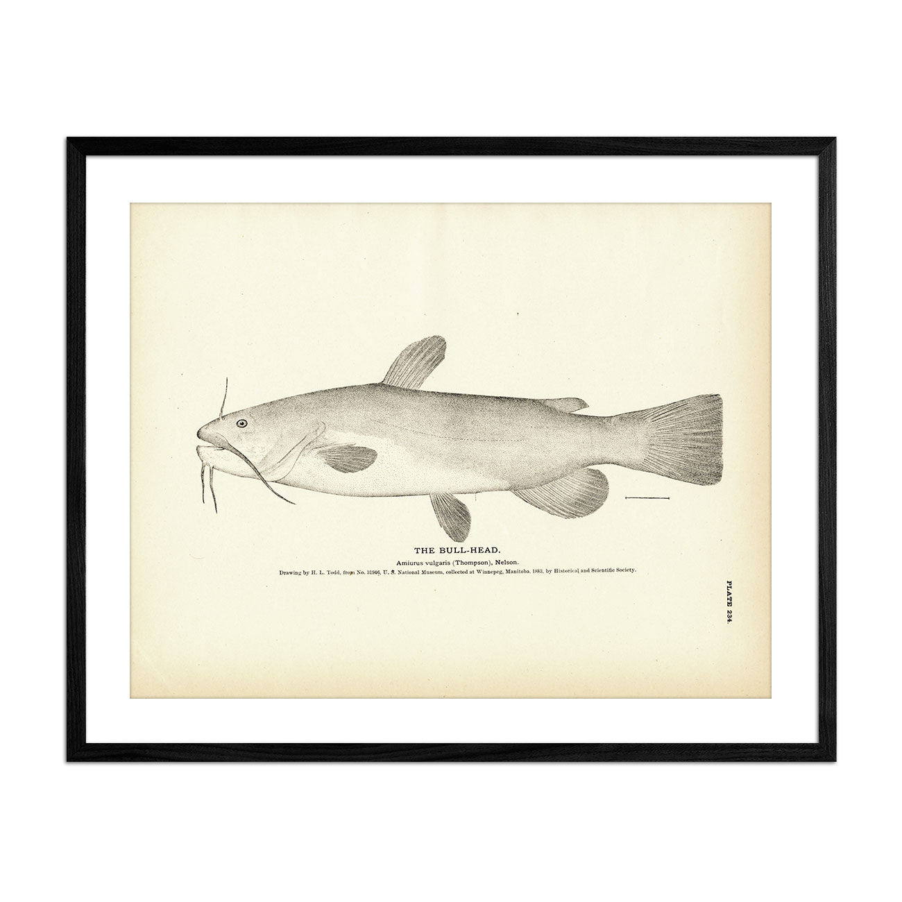 Bull - Head Art Print - Muir Way - Fisheries