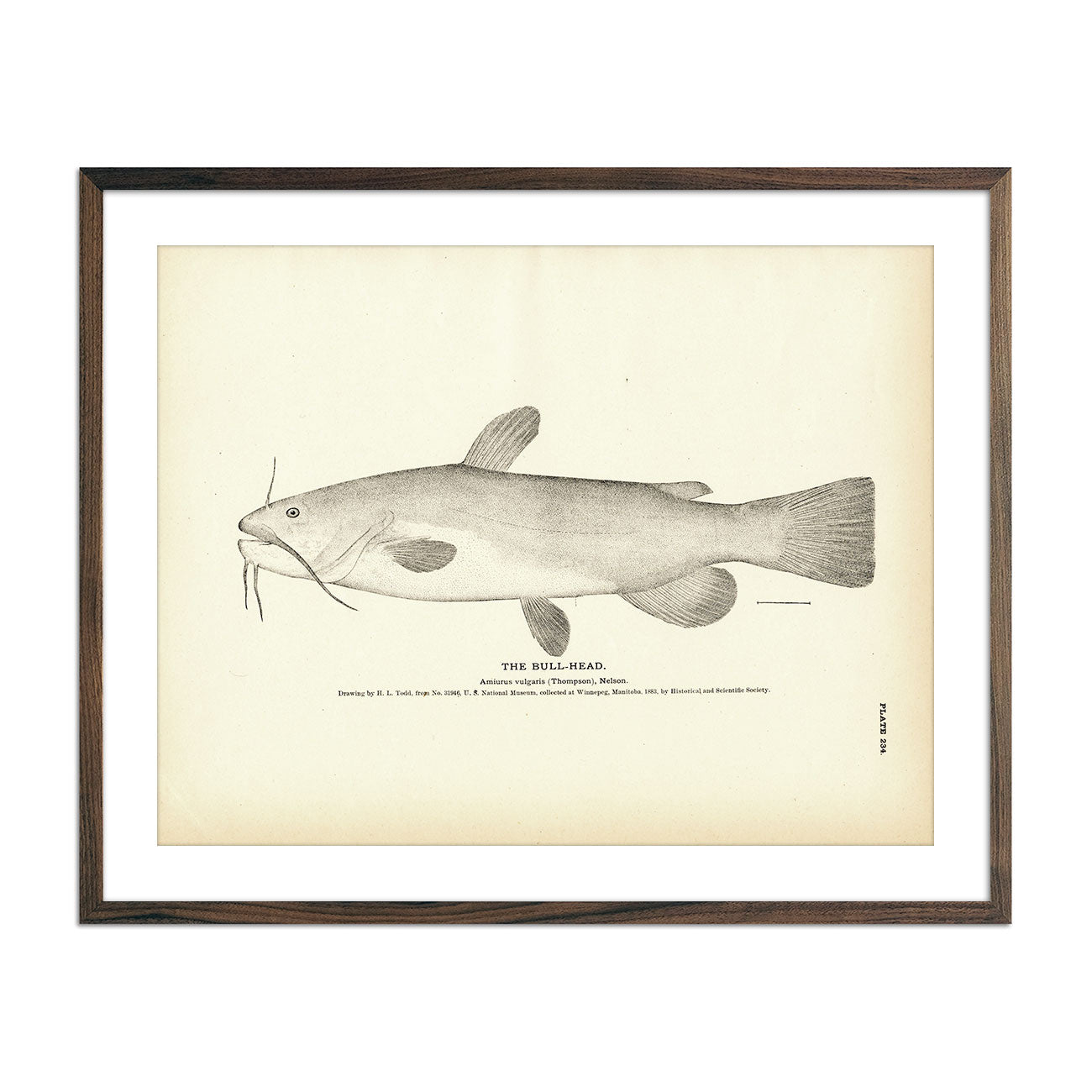 Bull - Head Art Print - Muir Way - Fisheries