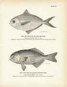Butterfish (Dollar - Fish) and Log - Fish (Black Rudder - Fish) Art Print - Muir Way - Fisheries