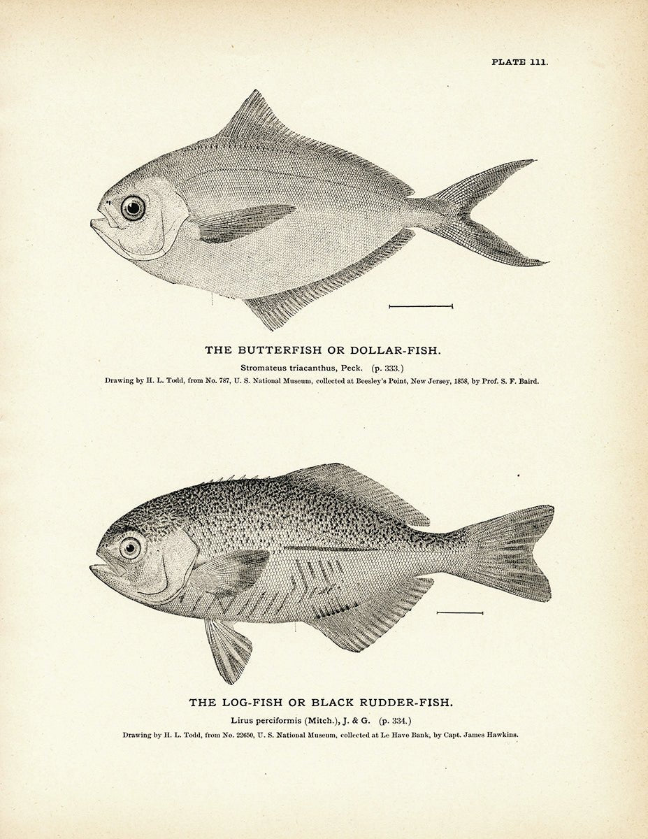 Butterfish (Dollar - Fish) and Log - Fish (Black Rudder - Fish) Art Print - Muir Way - Fisheries
