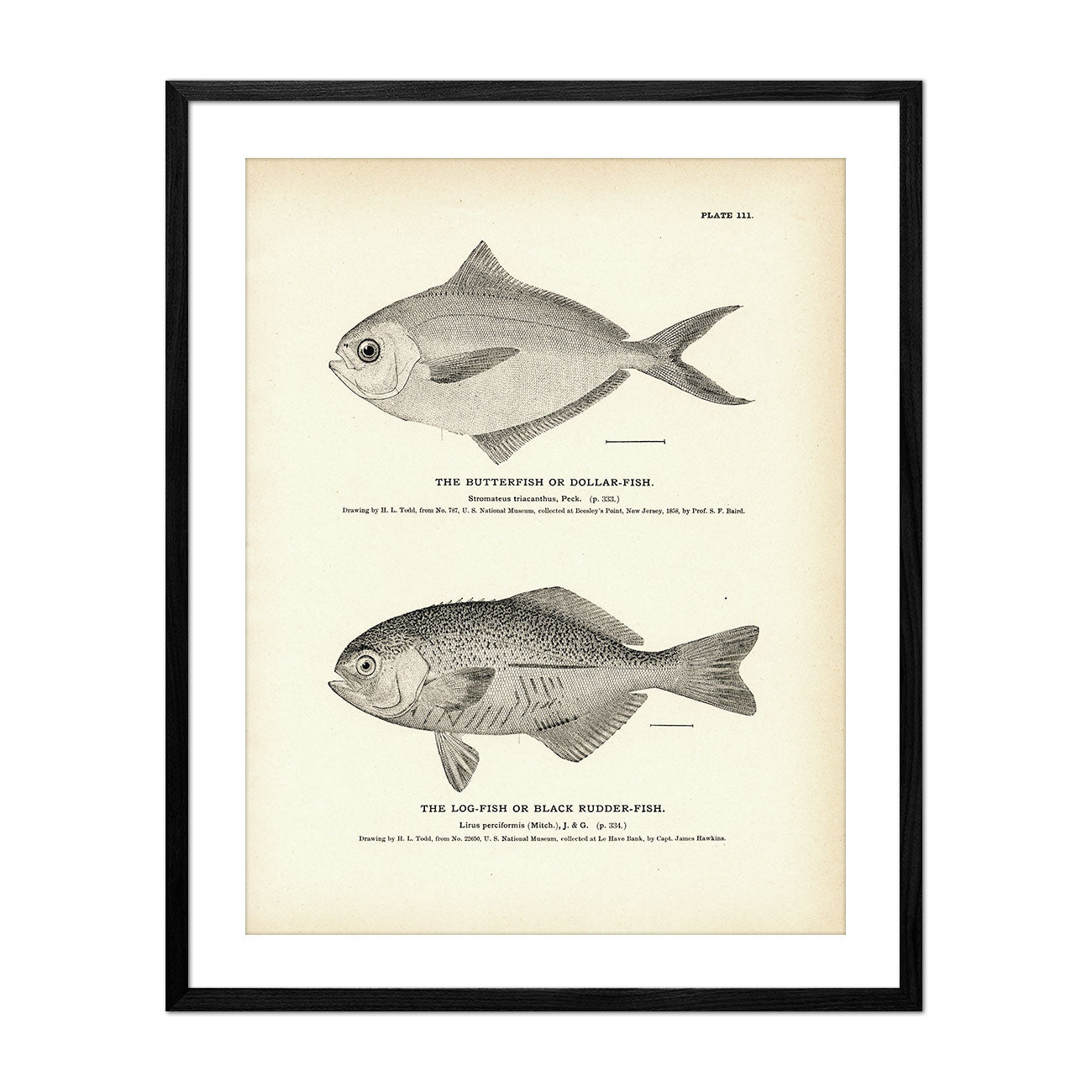 Butterfish (Dollar - Fish) and Log - Fish (Black Rudder - Fish) Art Print - Muir Way - Fisheries