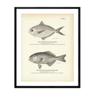 Butterfish (Dollar - Fish) and Log - Fish (Black Rudder - Fish) Art Print - Muir Way - Fisheries