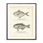 Butterfish (Dollar - Fish) and Log - Fish (Black Rudder - Fish) Art Print - Muir Way - Fisheries