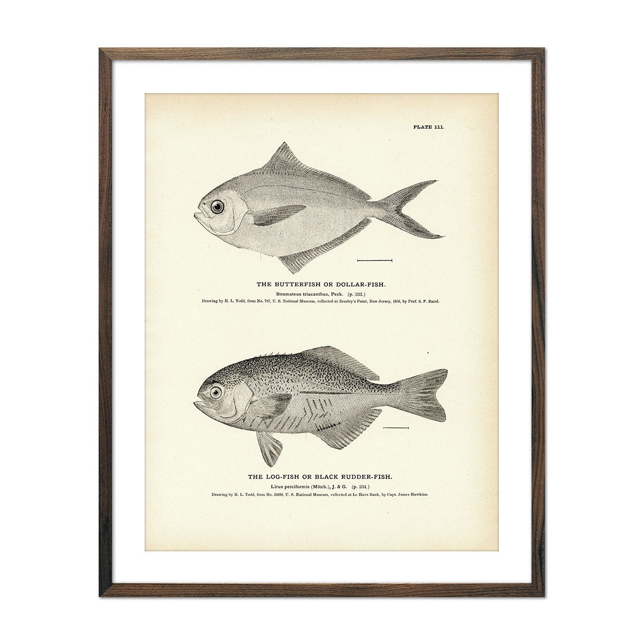 Butterfish (Dollar - Fish) and Log - Fish (Black Rudder - Fish) Art Print - Muir Way - Fisheries