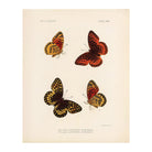 Butterflies - 1 Art Print - Muir Way - Animals