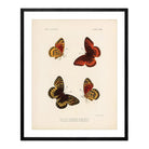 Butterflies - 1 Art Print - Muir Way - Animals