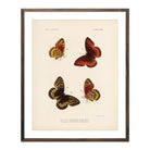 Butterflies - 1 Art Print - Muir Way - Animals