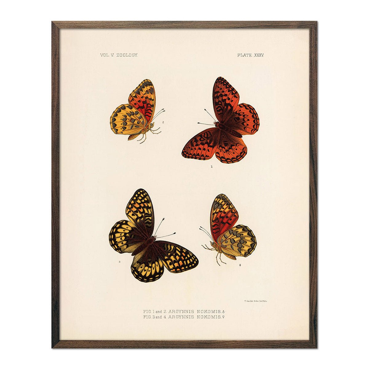 Butterflies - 1 Art Print - Muir Way - Animals
