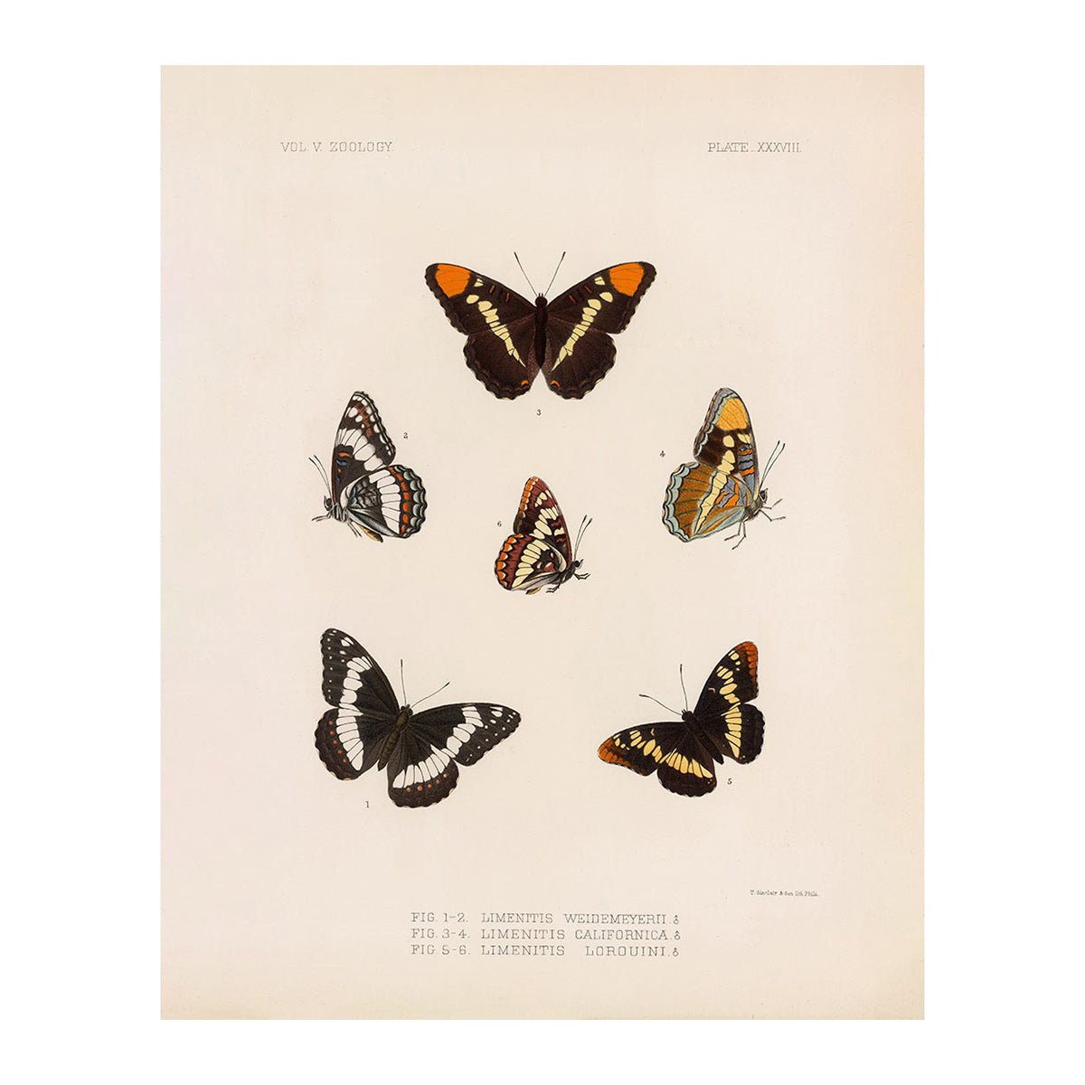 Butterflies - 2 Art Print - Muir Way - Animals