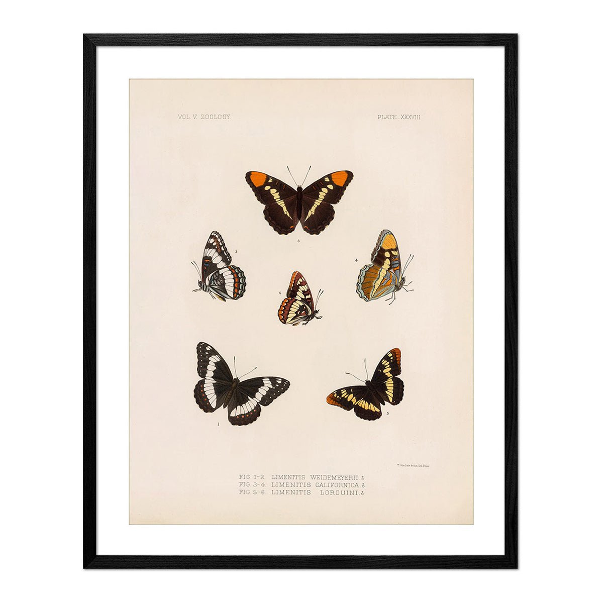 Butterflies - 2 Art Print - Muir Way - Animals