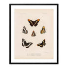 Butterflies - 2 Art Print - Muir Way - Animals