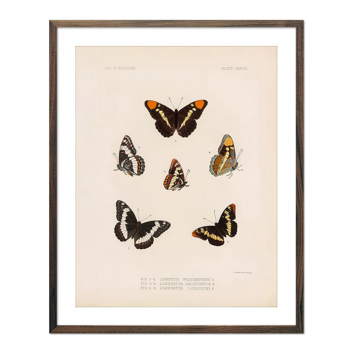 Butterflies - 2 Art Print - Muir Way - Animals