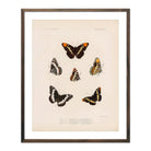 Butterflies - 2 Art Print - Muir Way - Animals