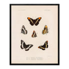 Butterflies - 2 Art Print - Muir Way - Animals