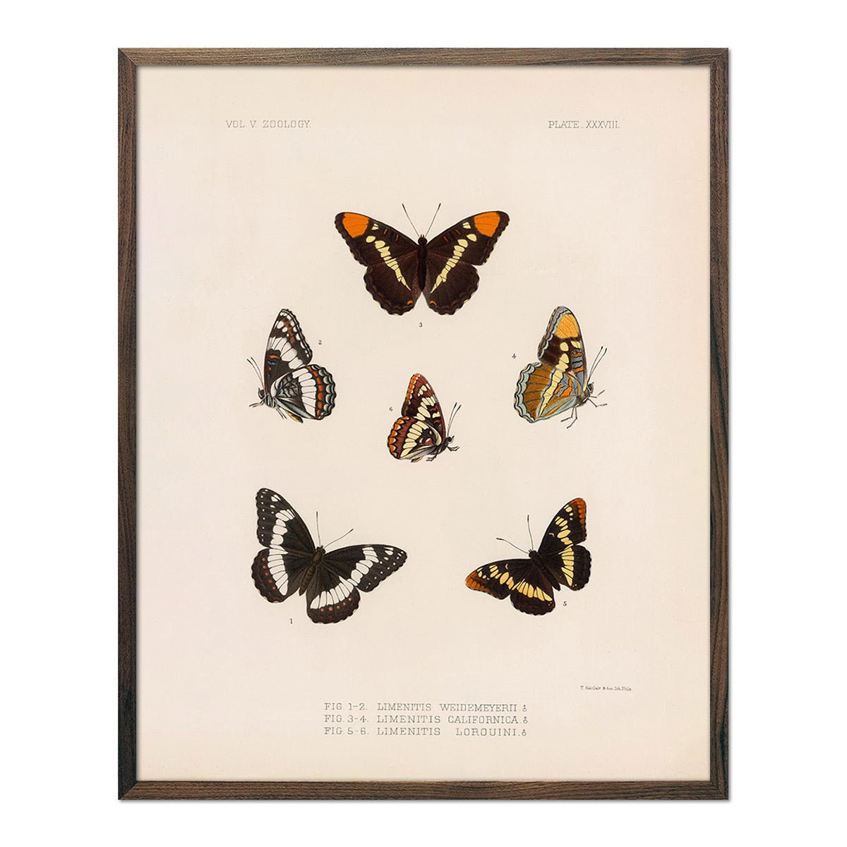 Butterflies - 2 Art Print - Muir Way - Animals