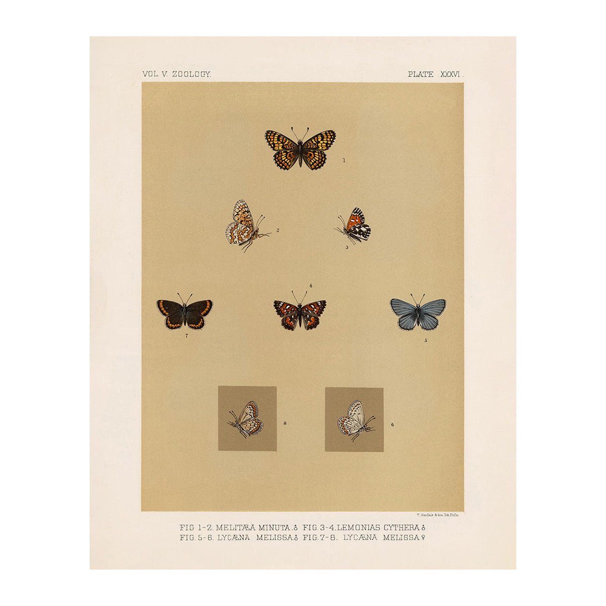 Butterflies - 3 Art Print - Muir Way - Animals