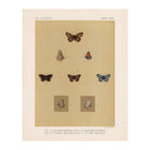 Butterflies - 3 Art Print - Muir Way - Animals