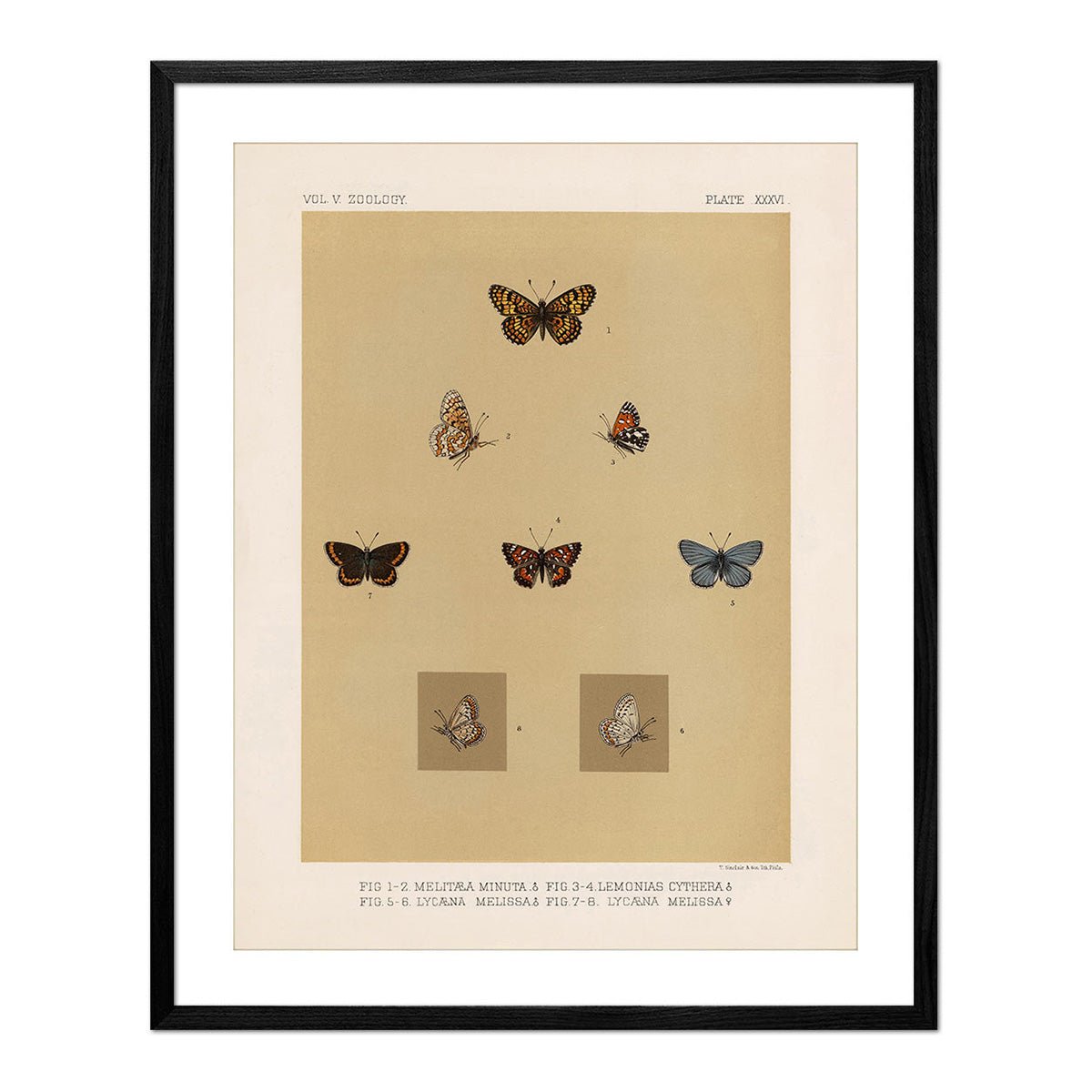 Butterflies - 3 Art Print - Muir Way - Animals