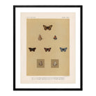 Butterflies - 3 Art Print - Muir Way - Animals
