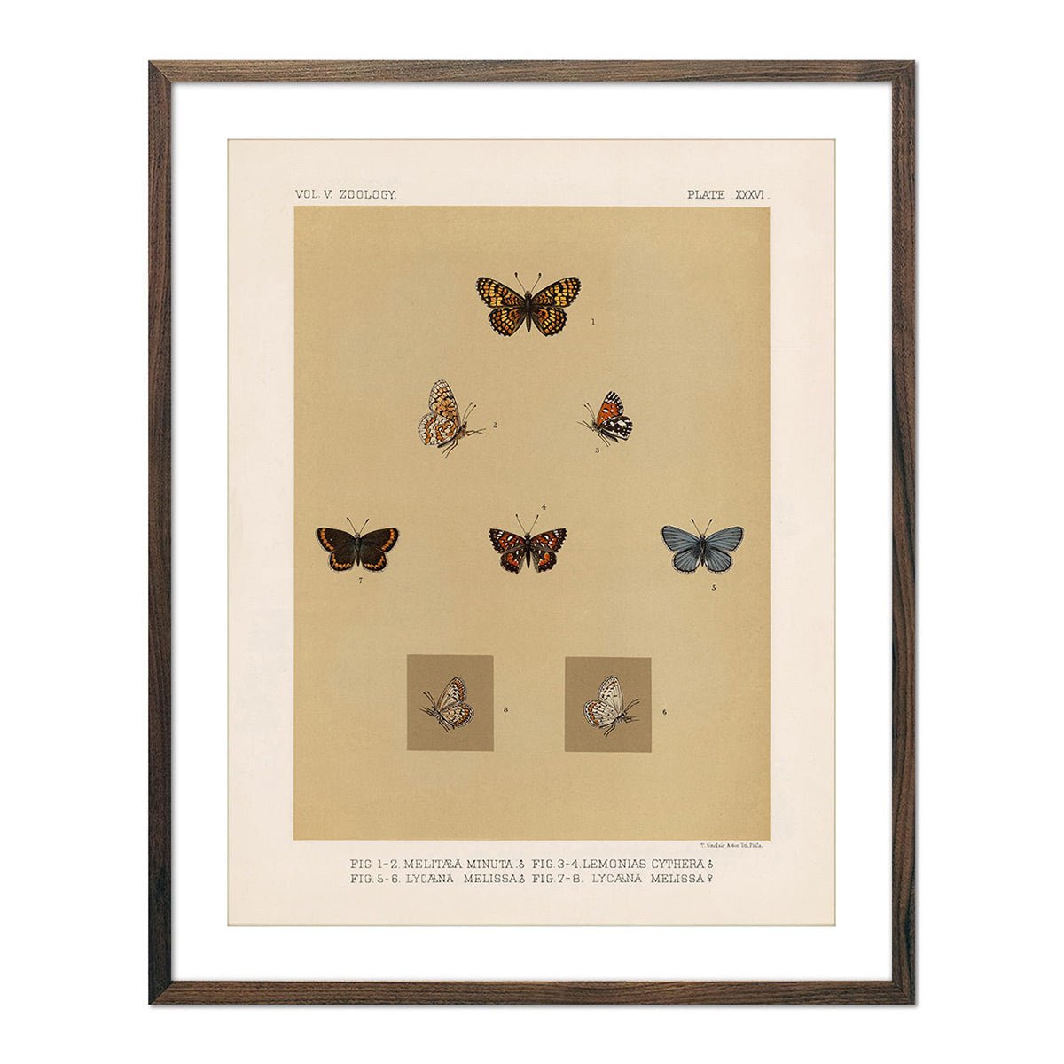 Butterflies - 3 Art Print - Muir Way - Animals